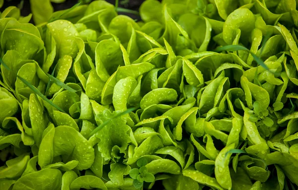 Textuur van het kweken van verse groene salade — Stockfoto