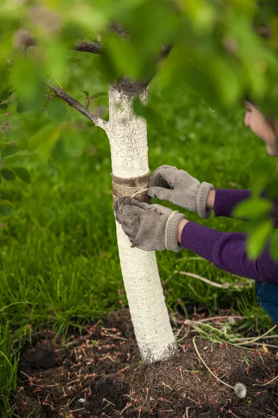 Садовник заботится о дереве и исцеляет его специальной лентой — стоковое фото