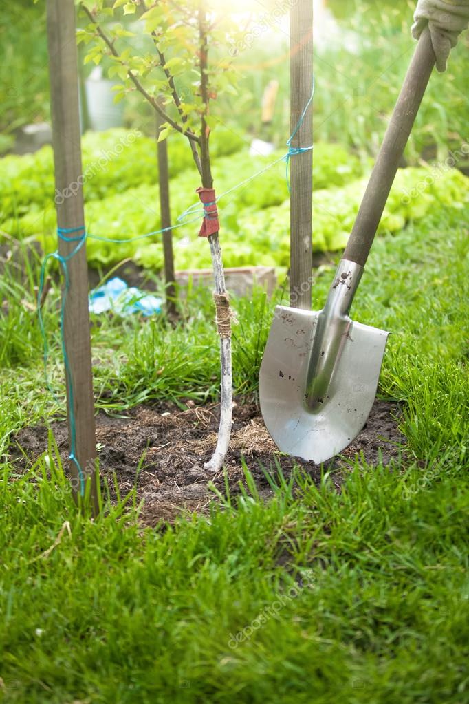 tree shovel