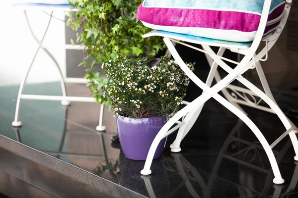 Photo of metal chair and plant growing in pot — Stock Photo, Image