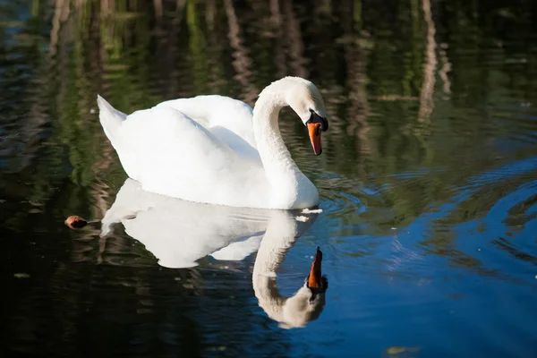 Cisne blanco mirando el reflejo en el lago — Foto de Stock