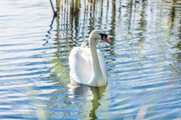 Cisne solitario nadando en el lago en un día soleado — Foto de Stock