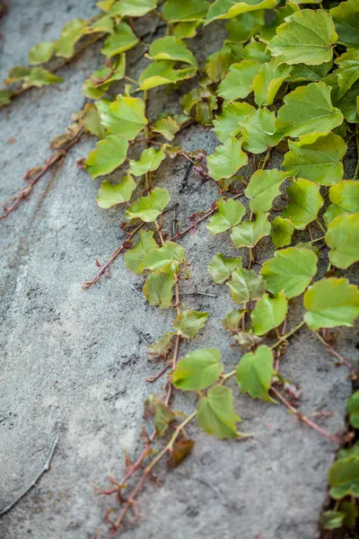 Foto de la pared cultivada con hiedra — Foto de Stock