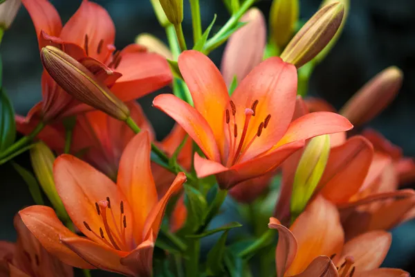 Red tiger lily on black background — Stock Photo, Image