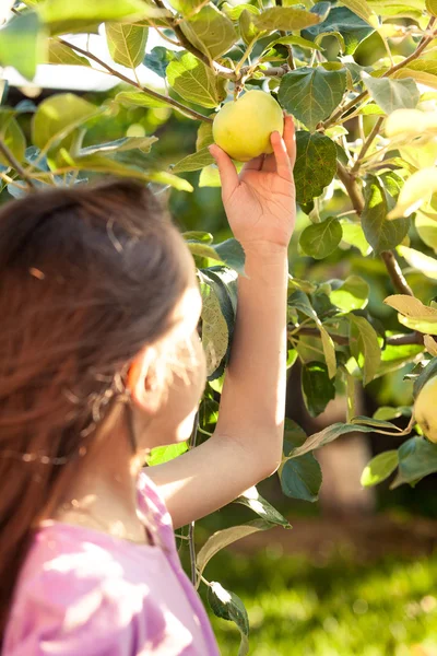 Cute girl picking green apple from tree at garden — Stock Photo, Image