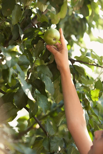 Foto von jungen Mädchen erreicht wachsenden hohen Apfel — Stockfoto