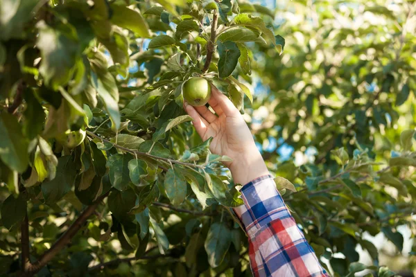 Mujer recogiendo manzana verde del árbol — Foto de Stock