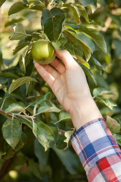 Donne mano raccogliendo mela verde dal ramo — Foto Stock