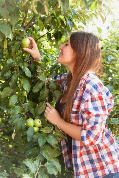 Ritratto di bella donna che raccoglie mela verde dall'albero — Foto Stock