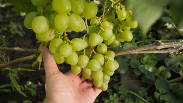 Fechamento dos agricultores exploração manual e verificação de uvas brancas maduras em videira em vinha. Conceito de vinificação biológica natural, agricultura e colheita. — Vídeo de Stock