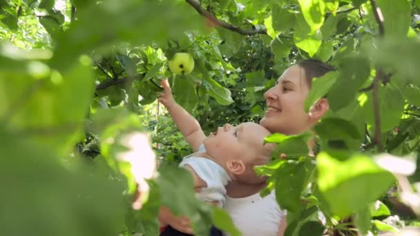 Маленький улыбающийся мальчик достигает зрелого яблока, растущего на высоких ветвях деревьев в домашнем саду. Концепция органического питания, питания, здоровья семьи и развития ребенка. — стоковое видео