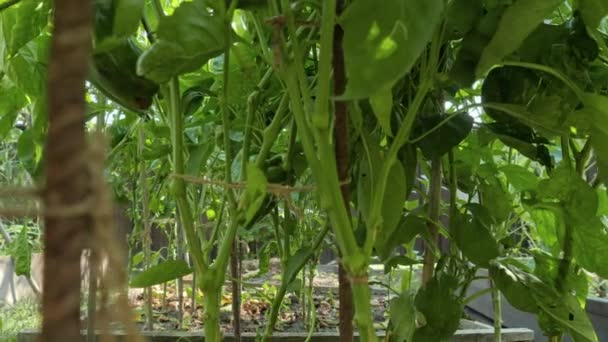 Dolly shot of green bell peppers growing in rows at domestic backyard garden. — Stock video