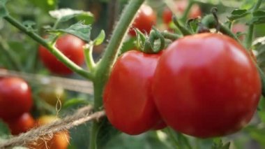 Evcil bahçede yetişen olgun domatesler. Bahçe işleri, ev yemekleri ve sağlıklı organik beslenme kavramı.