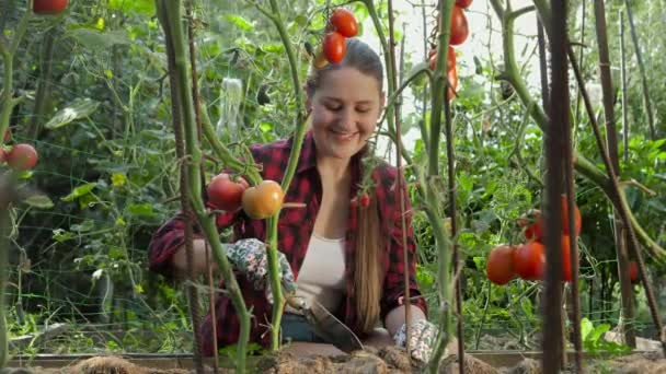 Hermosa jardinera sonriente que escupe la tierra alrededor del cultivo de tomate en el jardín. Concepto de jardinería, alimentación doméstica y nutrición orgánica saludable. — Vídeos de Stock