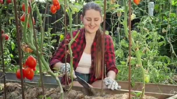 Bella donna sorridente che lavora al letto da giardino con pomodori rossi in crescita. Concetto di giardinaggio, cibo domestico e nutrizione biologica sana. — Video Stock
