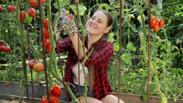 Gülümseyen mutlu dişi çiftçi olgun kırmızı domatesleri topluyor ve bahçede kokluyor. Bahçe işleri, ev yemekleri ve sağlıklı organik beslenme kavramı. — Stok video