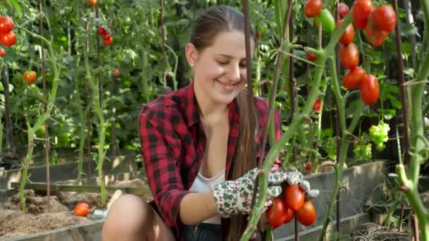 Retrato de mujer jardinero sonriente posando con cosecha o tomates rojos maduros en el jardín. Concepto de jardinería, alimentación doméstica y nutrición orgánica saludable. — Vídeos de Stock