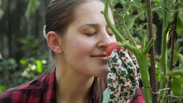Πορτρέτο της msiling νεαρή γυναίκα εκμετάλλευση και μυρίζει ώριμη τομάτα καλλιέργεια στο σπίτι κήπο πίσω αυλή. Έννοια της κηπουρικής, των εγχώριων τροφίμων και της υγιεινής βιολογικής διατροφής. — Αρχείο Βίντεο