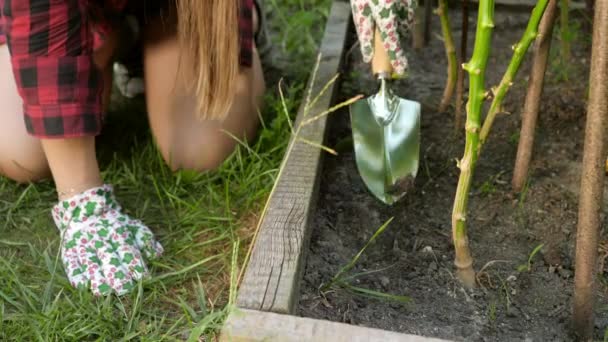 Primo piano del giardiniere femminile scavare terreno con vanga di metallo. Concetto di giardinaggio, cibo domestico e nutrizione biologica sana. — Video Stock
