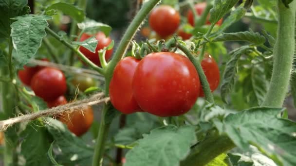 Dolly shot van rode rijpe tomaten groeien in de achtertuin tuin of boerderij. Begrip tuinieren, huishoudelijk voedsel en gezonde biologische voeding. — Stockvideo