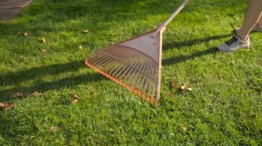 Arka bahçedeki tırmıklarla devrilmiş ağaç yaprakları toplamaya yakın. Ev işleri, bahçe işleri ve banliyö hayatı kavramı