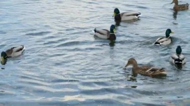 Parktaki gölde yüzen ve yemek yiyen ördeklerin yavaş hareketleri.
