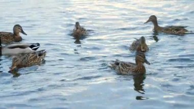 Bir sürü ördek şehir parkında su yüzeyinde yiyecek arıyor..