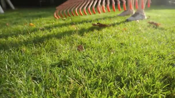 Close-up van de tuin verzamelen gevallen bladeren van gras gazon met harken tuin. Begrip huishoudelijk werk, tuinieren en stadsleven — Stockvideo