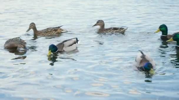 Hermosa vista sobre el rebaño de pato en el lago en el parque de la ciudad — Vídeo de stock