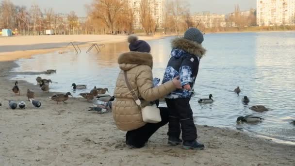 Jovem mãe com filhinho alimentando patos com pão e sementes no lago no parque da cidade — Vídeo de Stock