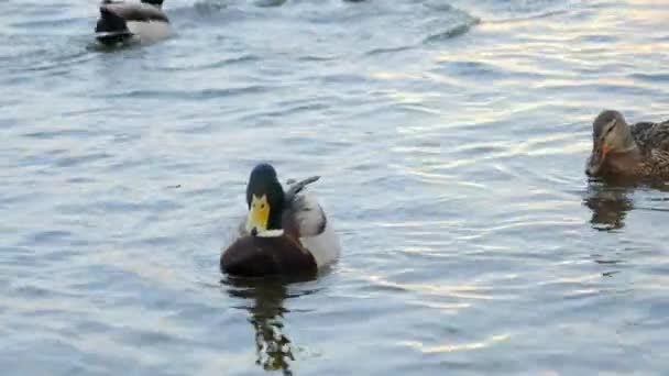 Closeup of ducks swimming in pond and diving underwater searching for food — Stock Video