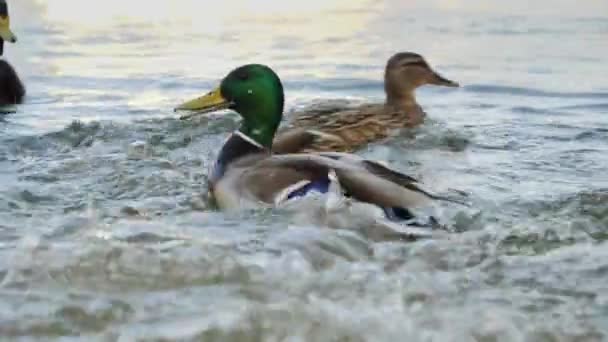 Primer plano de ánades reales de pato luchando por la comida en el estanque del parque de la ciudad. — Vídeo de stock
