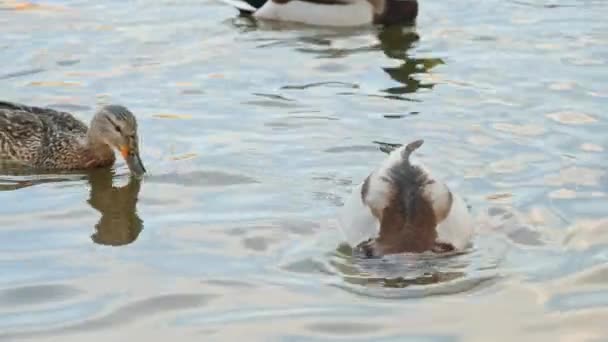 Großaufnahme von Enten, die Nahrung suchen und unter Wasser tauchen, um Fische zu fangen — Stockvideo