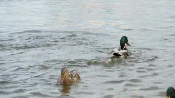 Kachny a draci plavání v jezeře v městském parku — Stock video