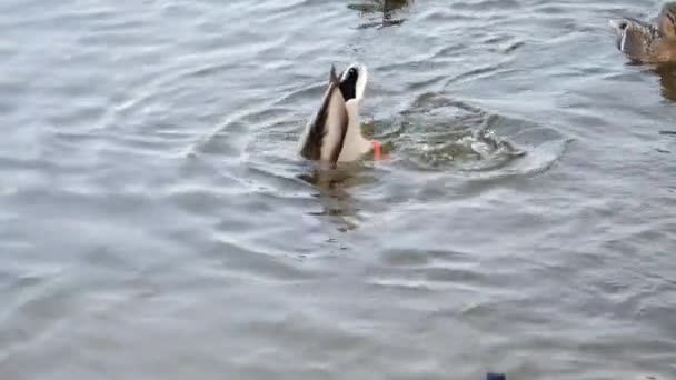 Gran bandada de patos nadando en el lago y buceando peces atrapados bajo el agua — Vídeo de stock