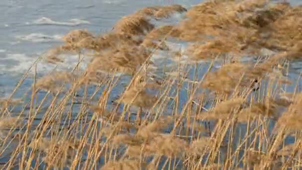 Primer plano de cañas secas revoloteando bajo fuerte viento en el frío día de invierno en el río. — Vídeos de Stock