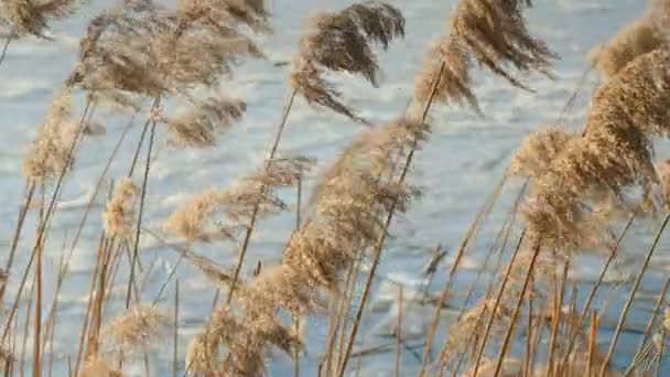 Fluttering cañas secas flexión bajo fuerte viento de invierno en el lago — Vídeos de Stock