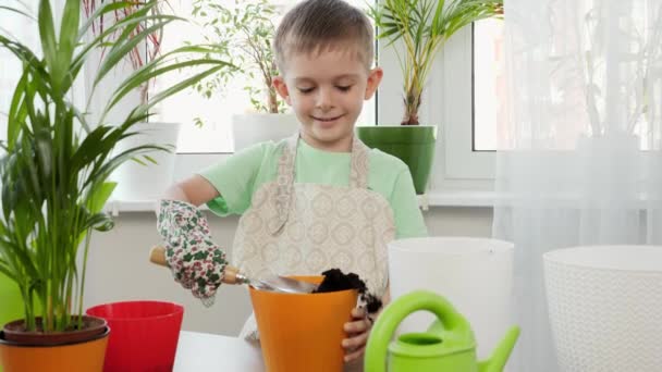 Leuke lachende jongen die thuis bloemen transplanteert in kleurrijke potten. Begrip tuinieren, hobby, thuisbeplanting. — Stockvideo