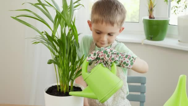 Feliz niño sonriente con guantes y delantal regando las plantas después de plantarlas en casa. Concepto de jardinería, hobby, plantación casera. — Vídeo de stock