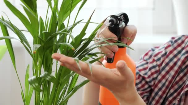 Närbild av kvinnan med hjälp av sprinkler för att vattna och rengöra inhemska växtblad. Begreppet trädgårdsskötsel, hobby, hemplantering. — Stockvideo