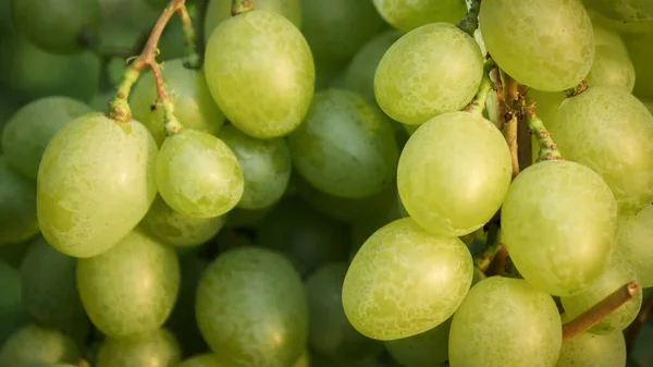 Szekrény babakocsi lövés érett fehér szőlő nő a szőlő. A természetes szőlő, a mezőgazdaság és a betakarítás fogalma. — Stock Fotó