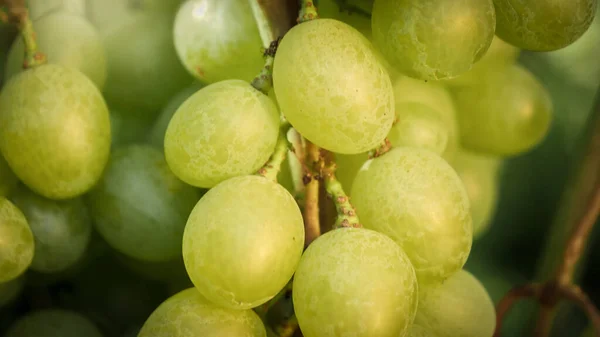 Makro lövés érlelés zöld szőlő lóg a szőlő a kertben — Stock Fotó