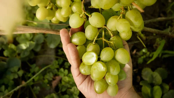 Primer plano del agricultor que tiene racimo de uvas maduras orgánicas en el viñedo doméstico —  Fotos de Stock