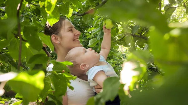 Bahçedeki elma ağacında yetişen olgun elmaya uzanan tatlı erkek bebek portresi. — Stok fotoğraf