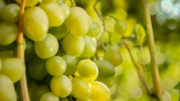 Szoros kép érett zöld szőlőfürt nő a szőlő a hazai szőlő — Stock Fotó