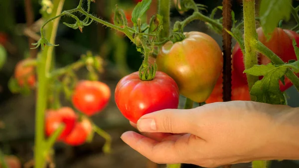 Closeup of female farmer hands picking fresh ripe tomato in backyard garden. Concept of organic food, nutrition and domestic farming — Stock Photo, Image