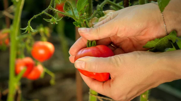 Closeup of female farmers hands picking ripe red tomatoes growing at domestic backyard garden — Stock Photo, Image