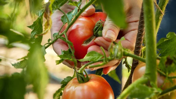 Closeup of farmer collecting and picking fresh ripe red tomatos on farm. Concept of organic food, nutrition and domestic farming — Stock Photo, Image