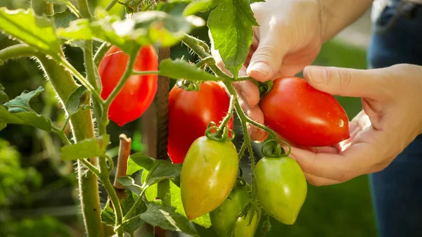 Female gardener picking ripe red tomatos in backyard garden. Concept of organic food, nutrition and domestic farming — Stock Photo, Image