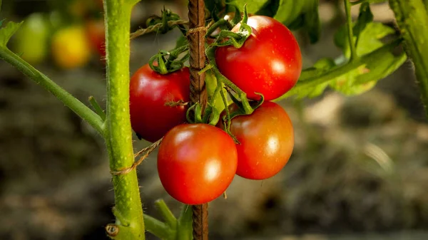 Closeup of ripe tomato bunch growing at domestic backyard garden — Stock Photo, Image